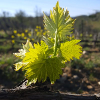 figlie sangiovese figlie sangiovese
