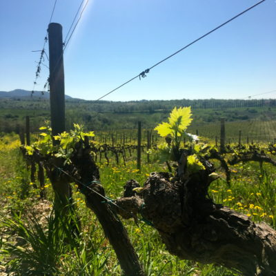 foglie vigna foglie vigna