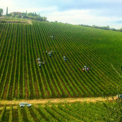 Vendemmia 1 Vendemmia 1