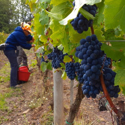 vendemmia 2 vendemmia 2