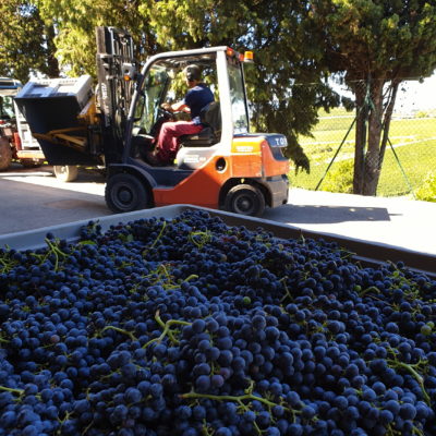 Vendemmia Cantina Vendemmia Cantina