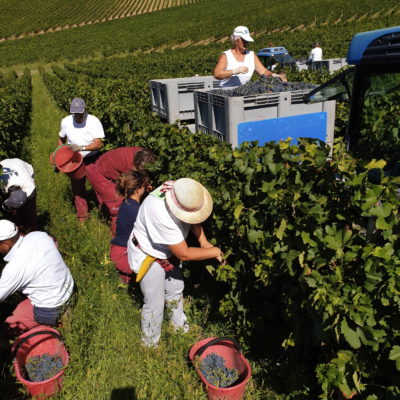 Vendemmia Vigna