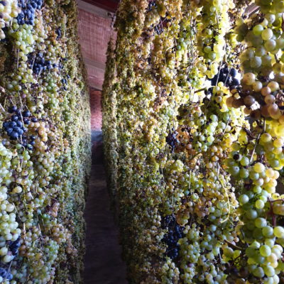 Vendemmia 6 Vendemmia 6