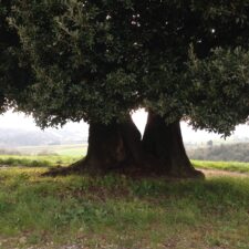 Il Leccione Il Leccione
