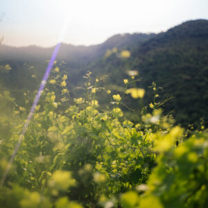 Vigne di Brolio al sole 1